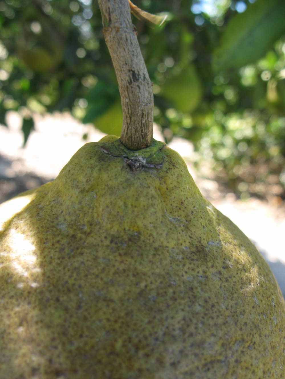              Fruit (Winter Haven, FL)       